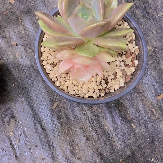 无花朵窝*乖贝加尔湖锦多肉植物