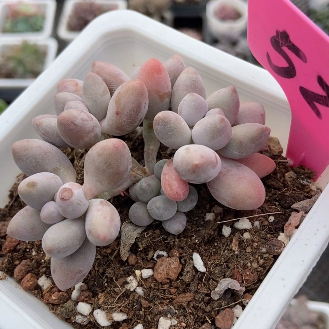 52粉色恋人多肉植物