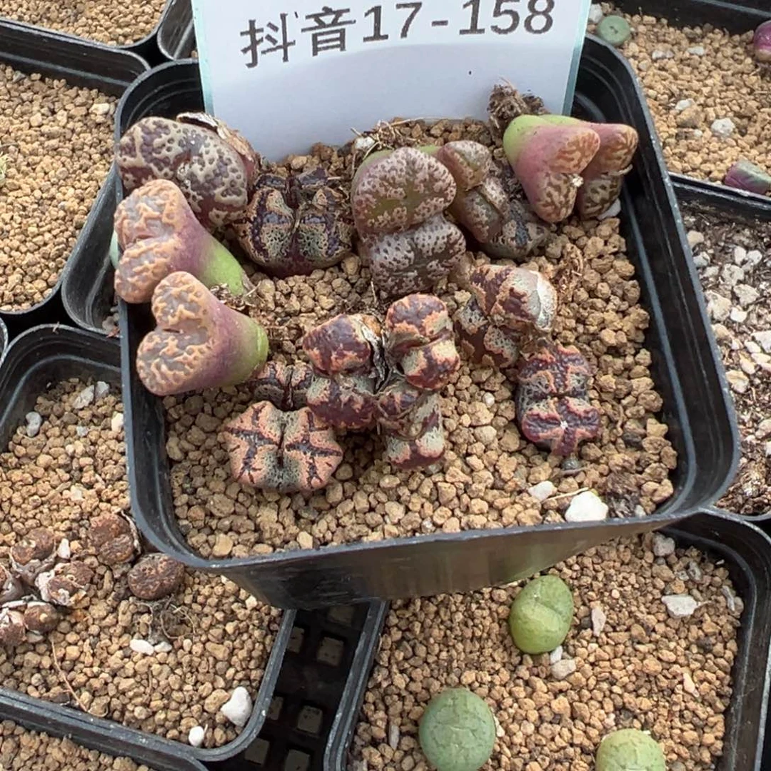 17-158量拍勋章6颗