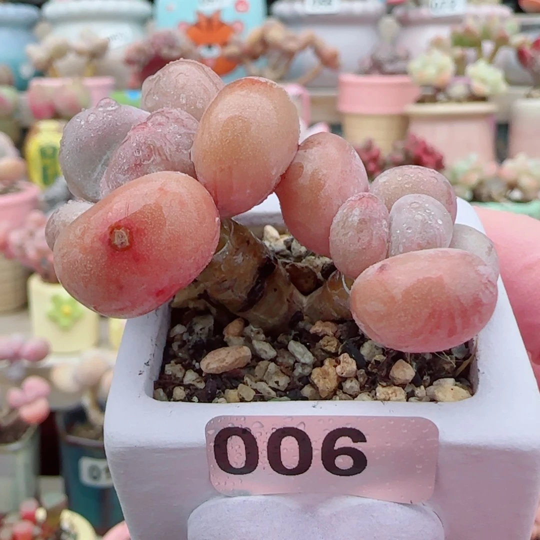 福利蛋黄奶 盆口4cm 微瑕