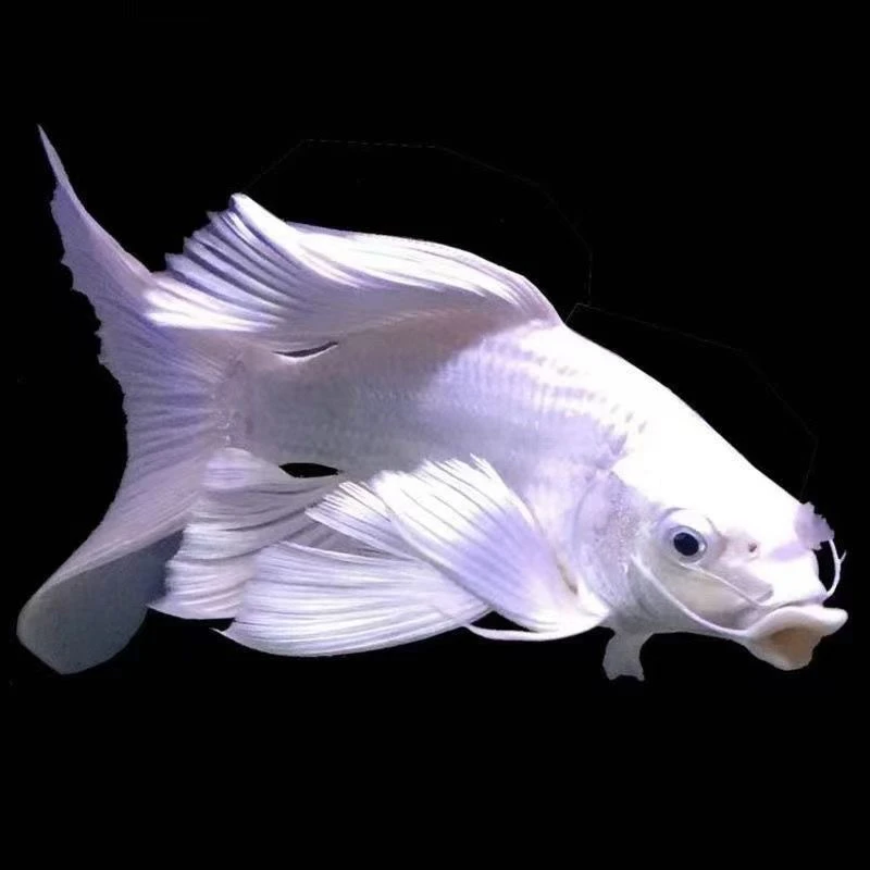 子小普身25-30cm精品台湾蝴蝶鲤观赏鱼纯种白色大鳍大尾好养耐活