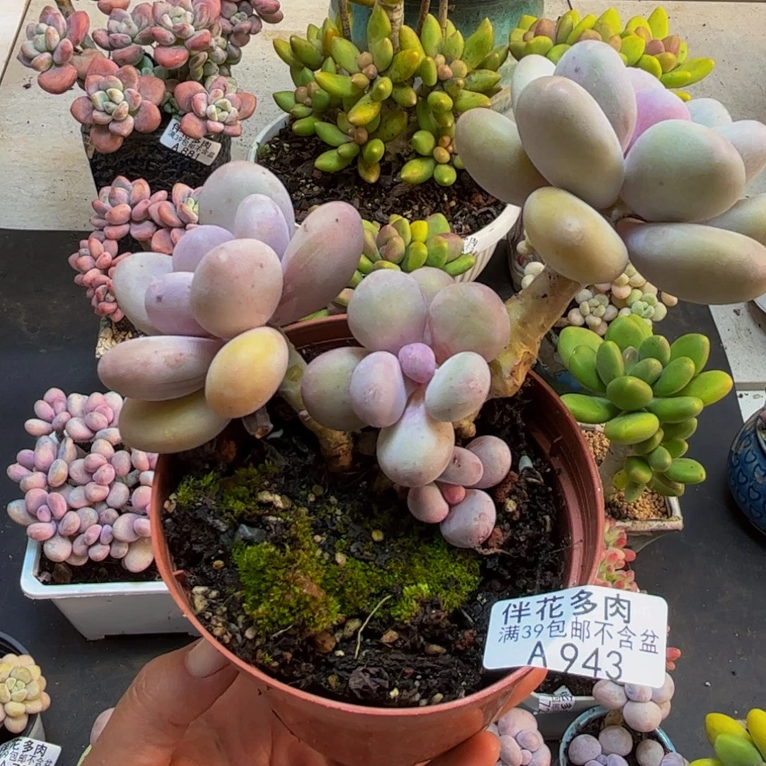 943蛋黄奶10cm多肉