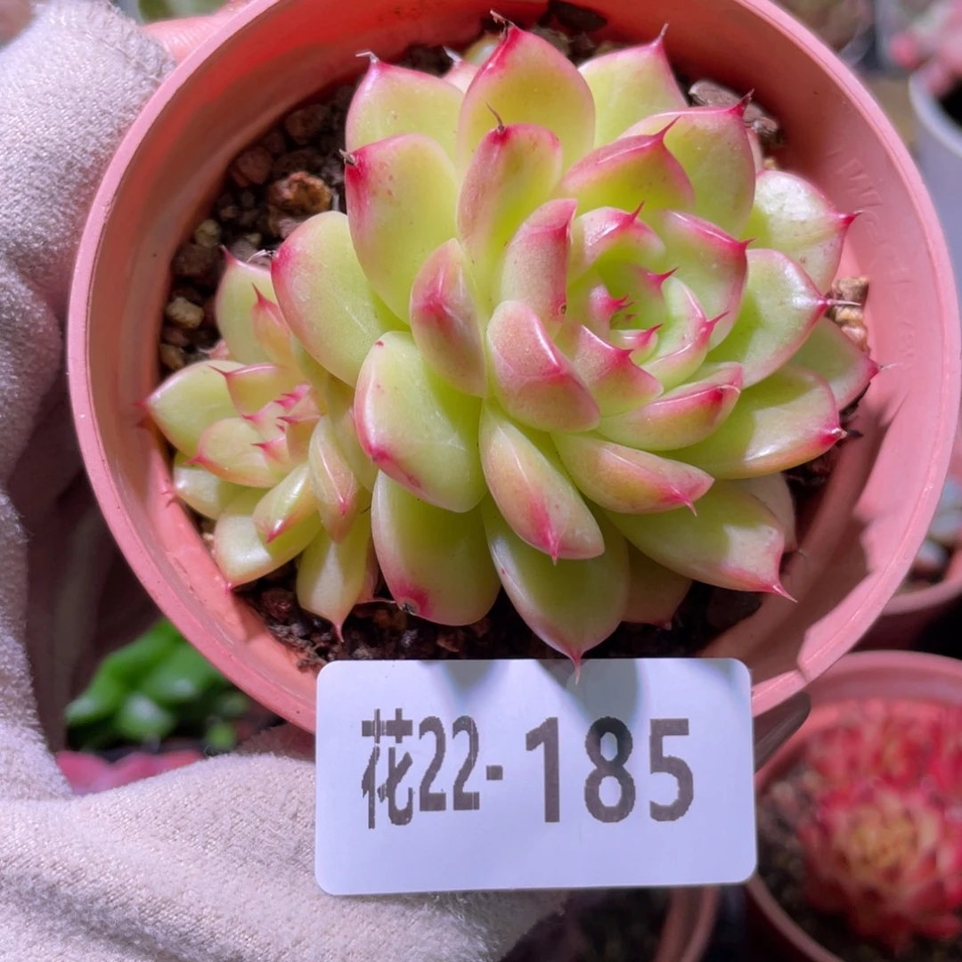 花利美22-185麦秆