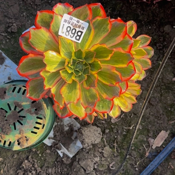 魅影花25-47包邮花花