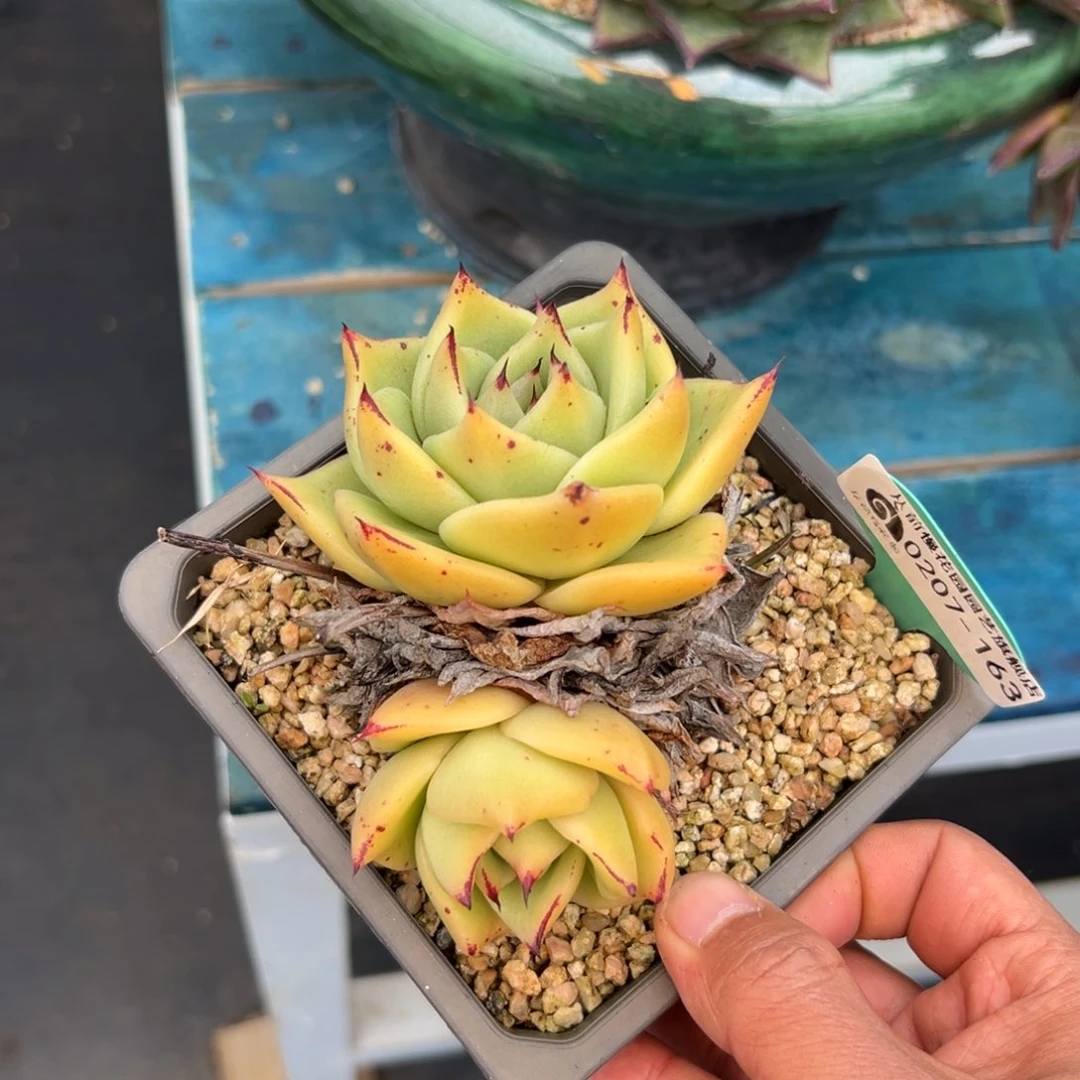 多肉一物一拍0207-163