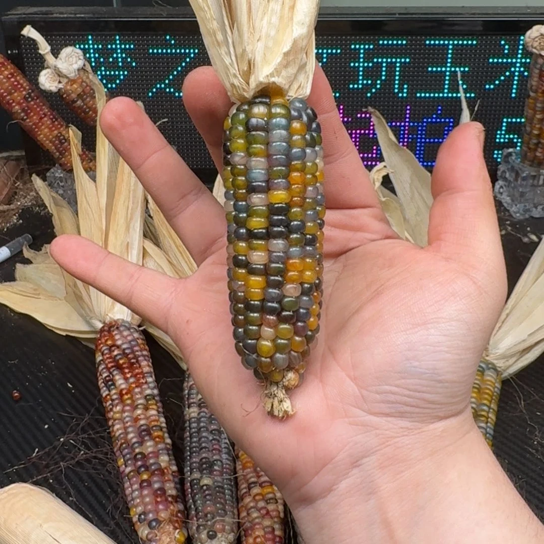 柏香籽/百香籽吊坠念*