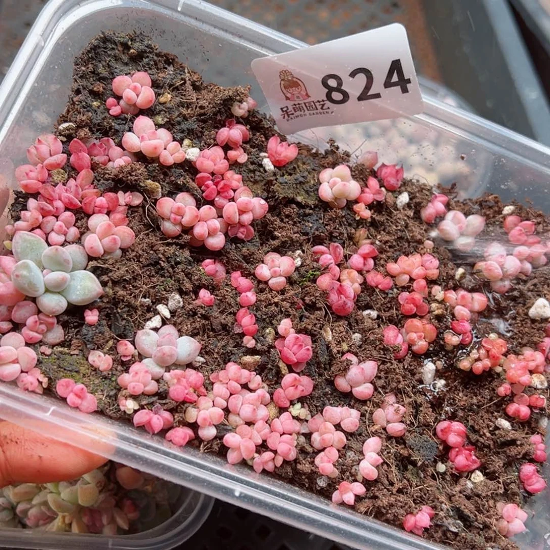多肉植物多肉植物