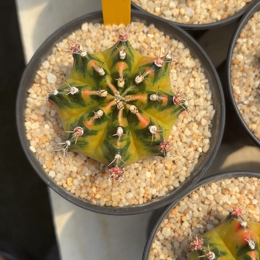 88-1020泰国发货多肉