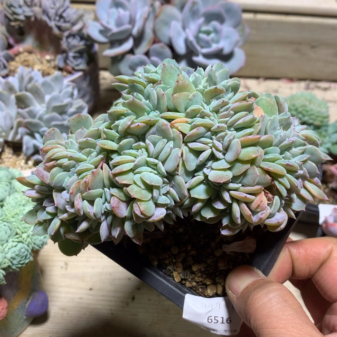 6516原始海棠花缀化一颗13.5厘米