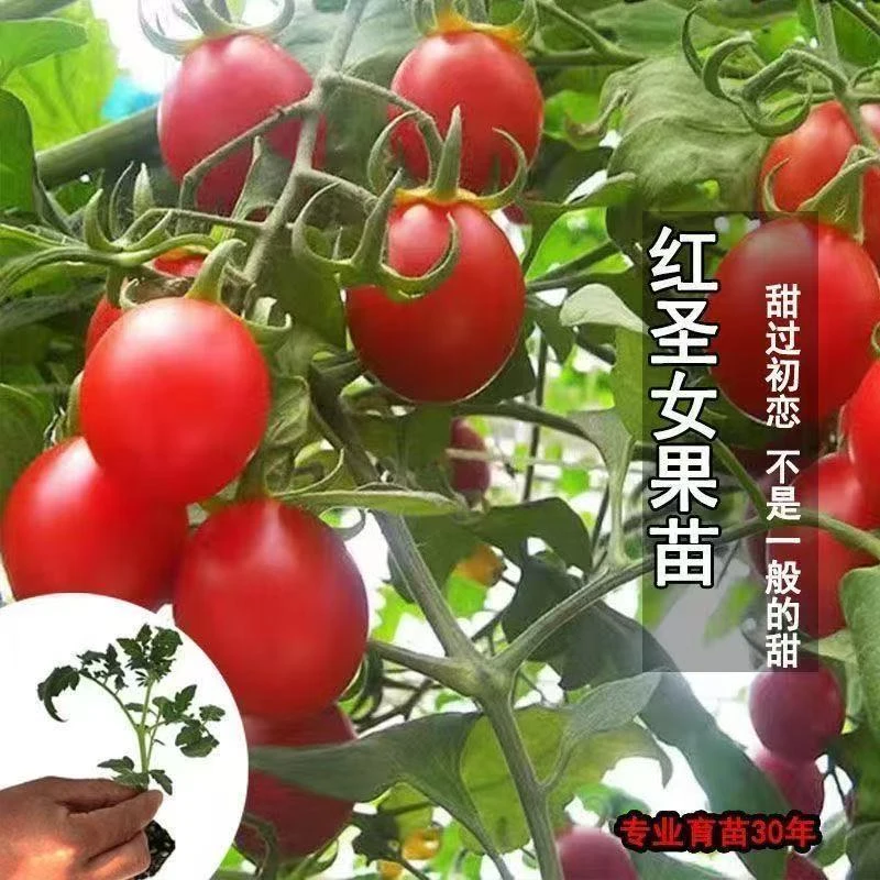 圣女果高产四季西红柿番茄秧苗普罗旺斯番茄秧苗沙瓤口感爆盆栽