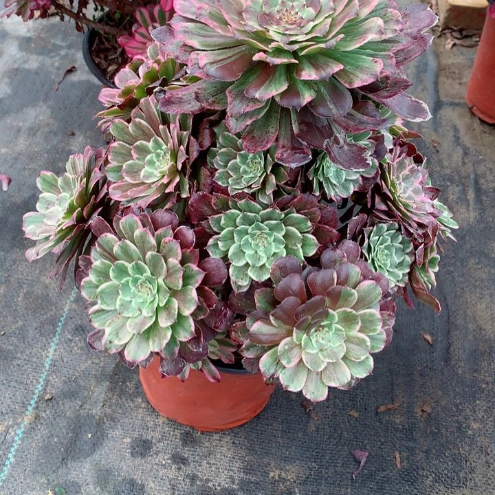 81水彩画多肉111111