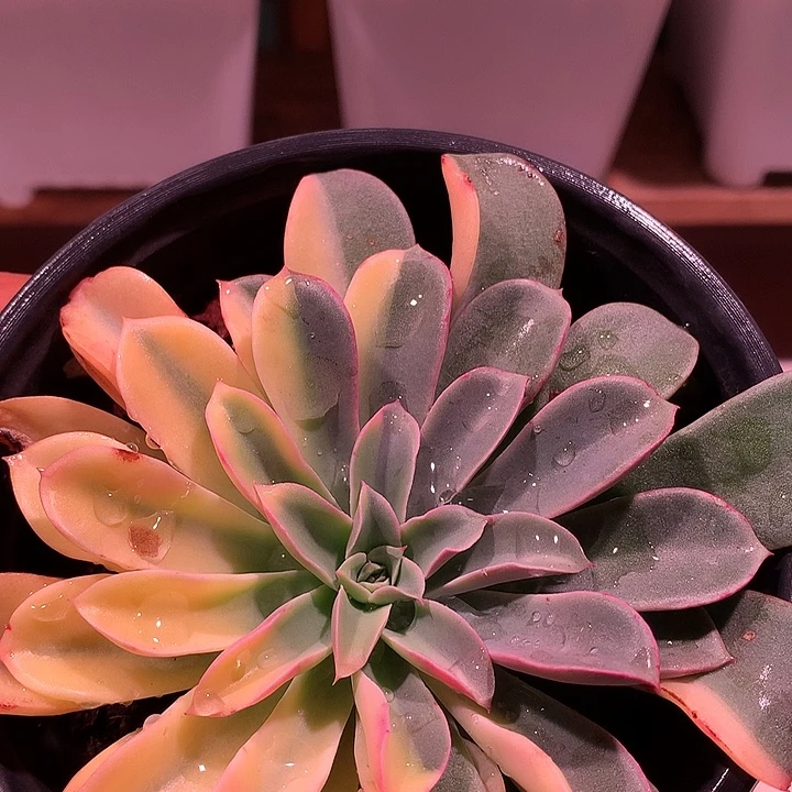 喷泉锦锦锦锦锦锦