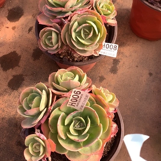 忘***草莫妮卡两颗008 006 亏本处理7-8天发货