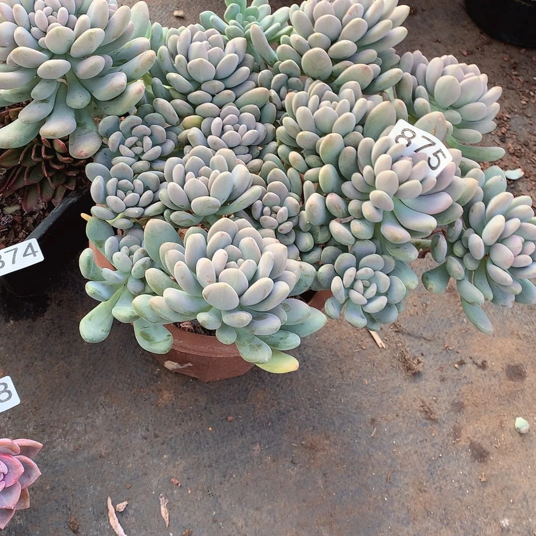 875手指一物一拍多肉