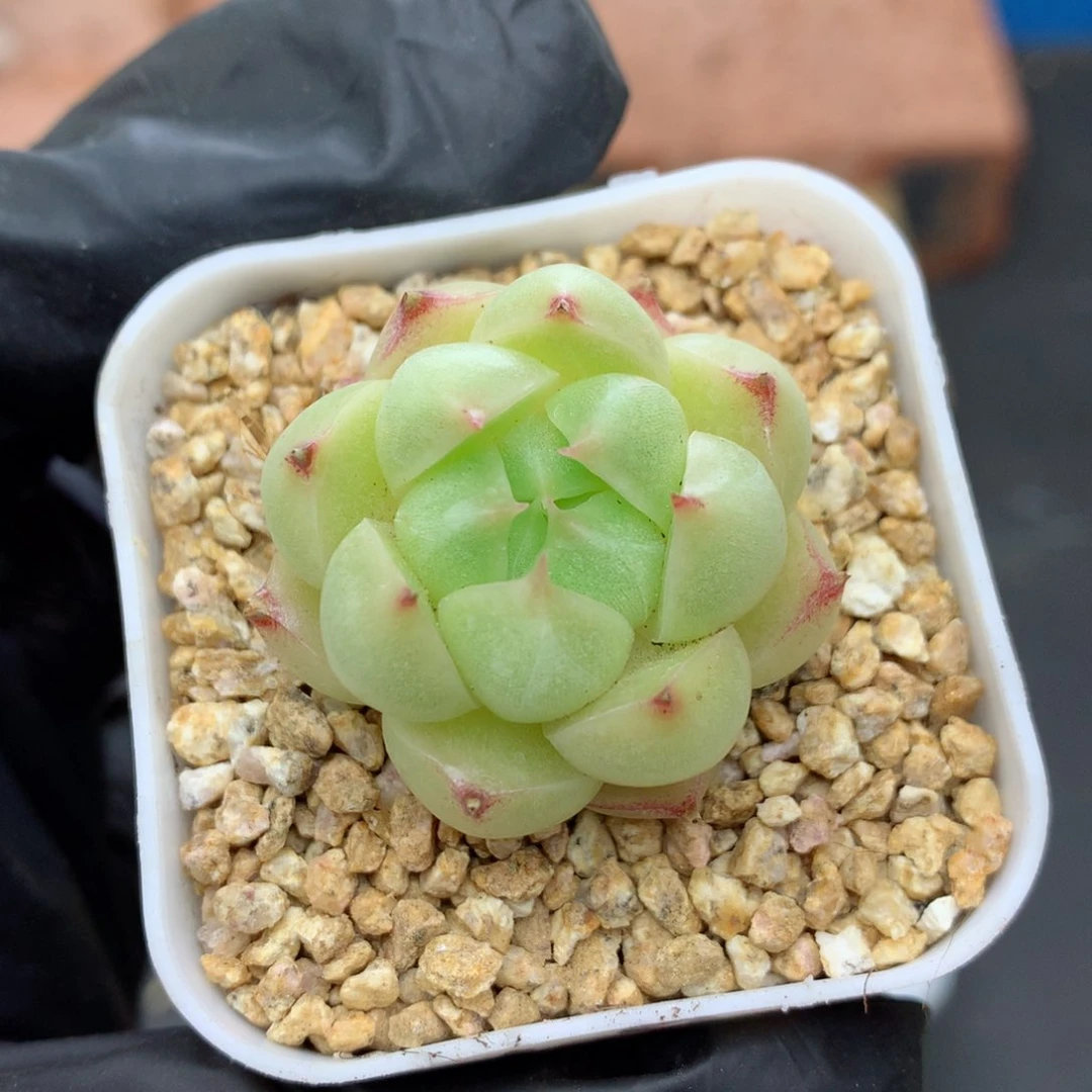 58包邮  群生不包整麦秆17