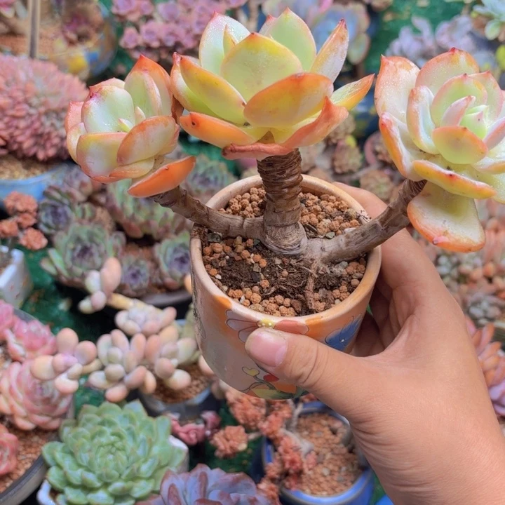白凤多肉一颗脱土发