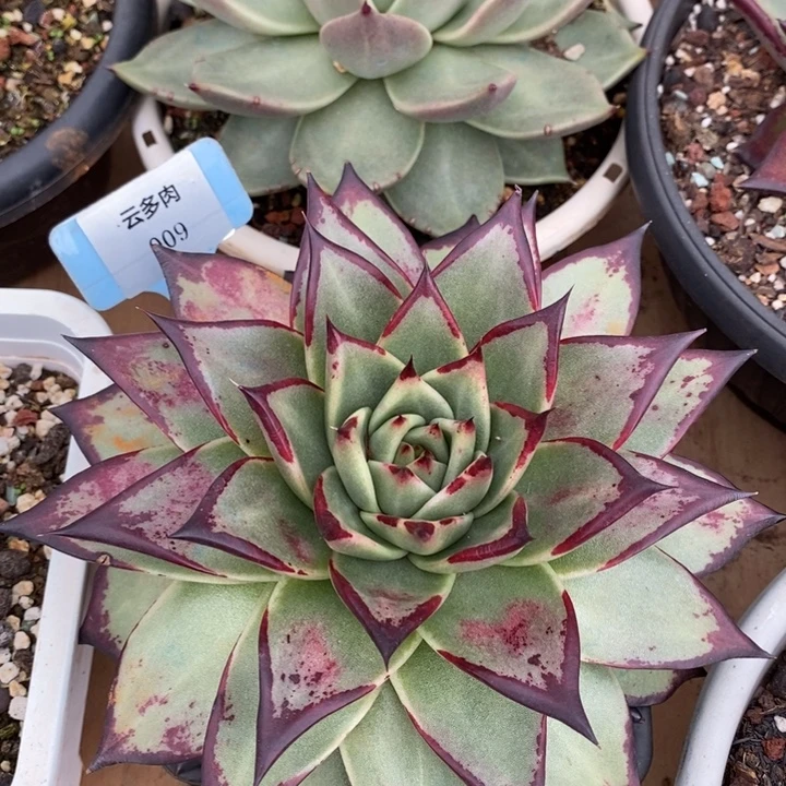 D009- 直播福利 乌木