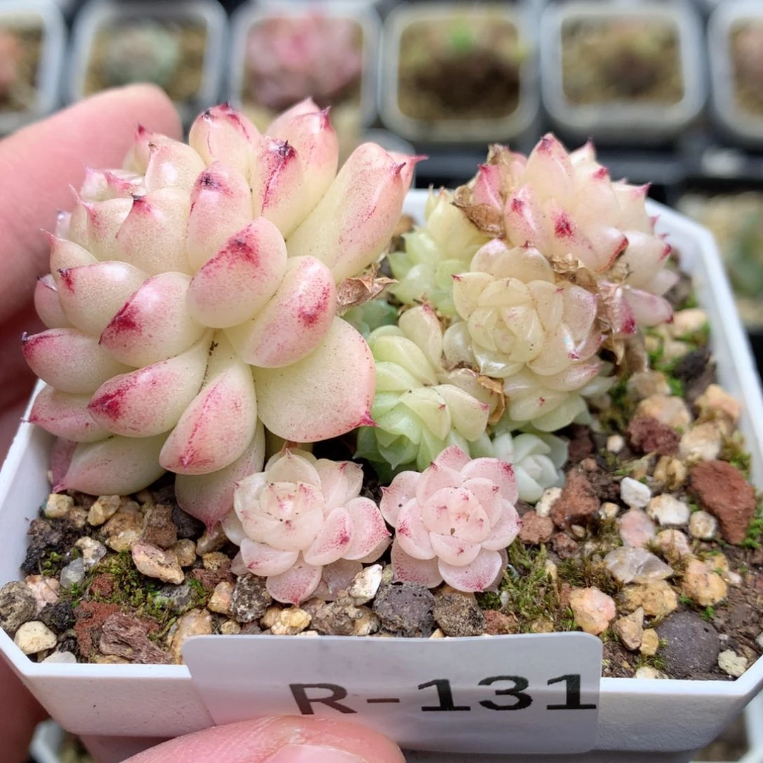 R131 不整，柿子多肉20包邮