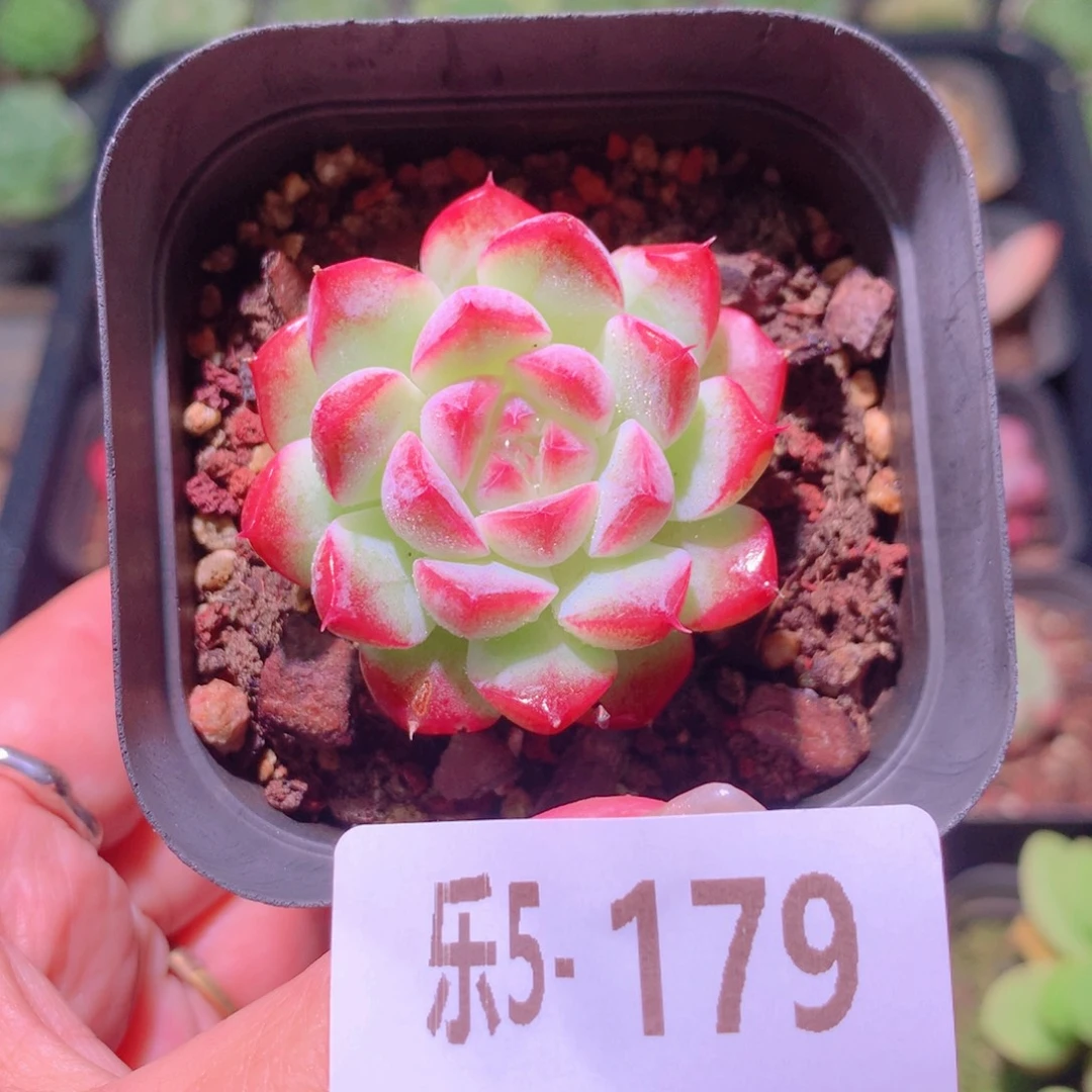 乐然5-179 白桃汽水