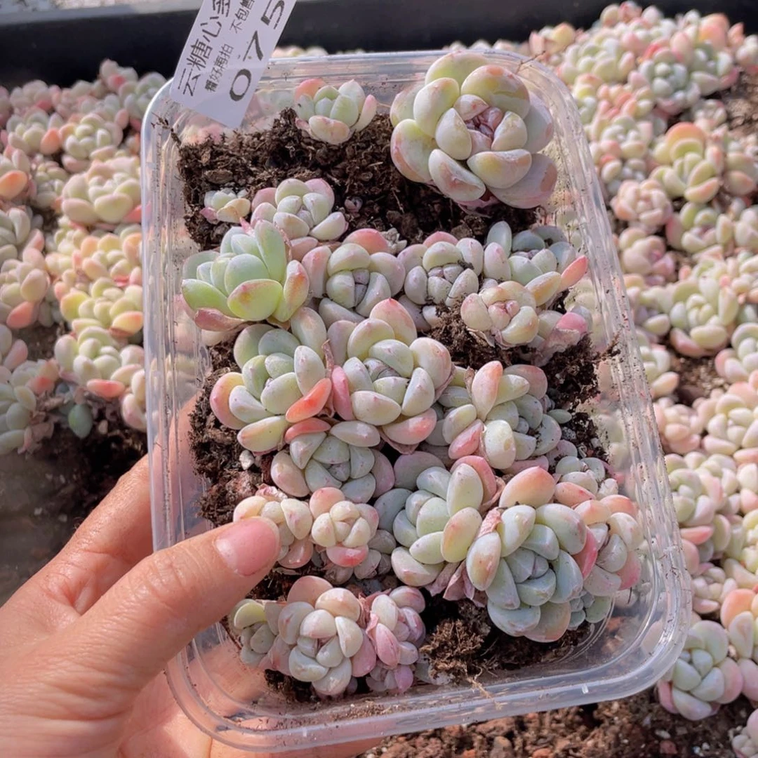 云糖心多肉植物075