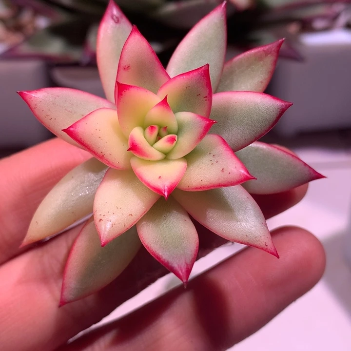 不知名杂交有全锦叶