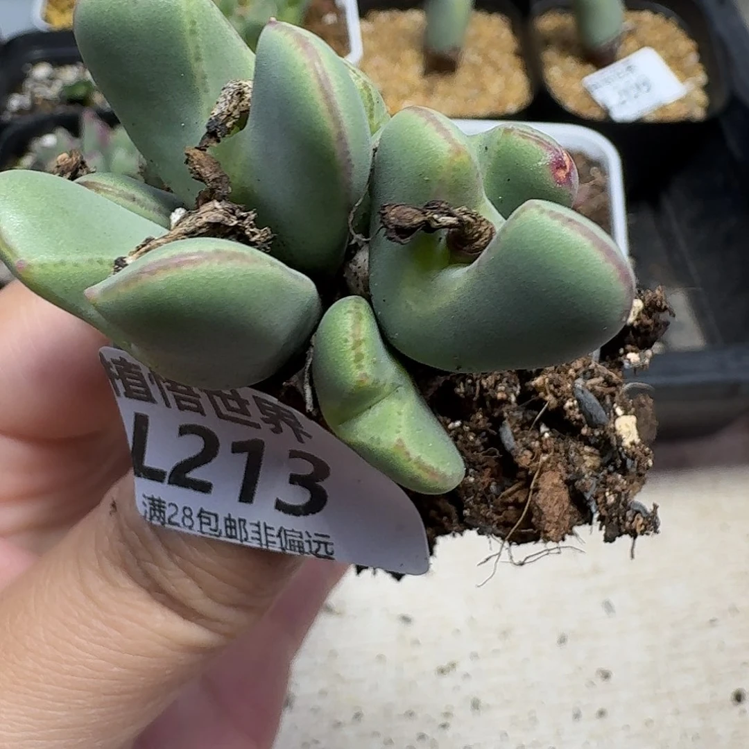 多肉植物的润泽vbnn