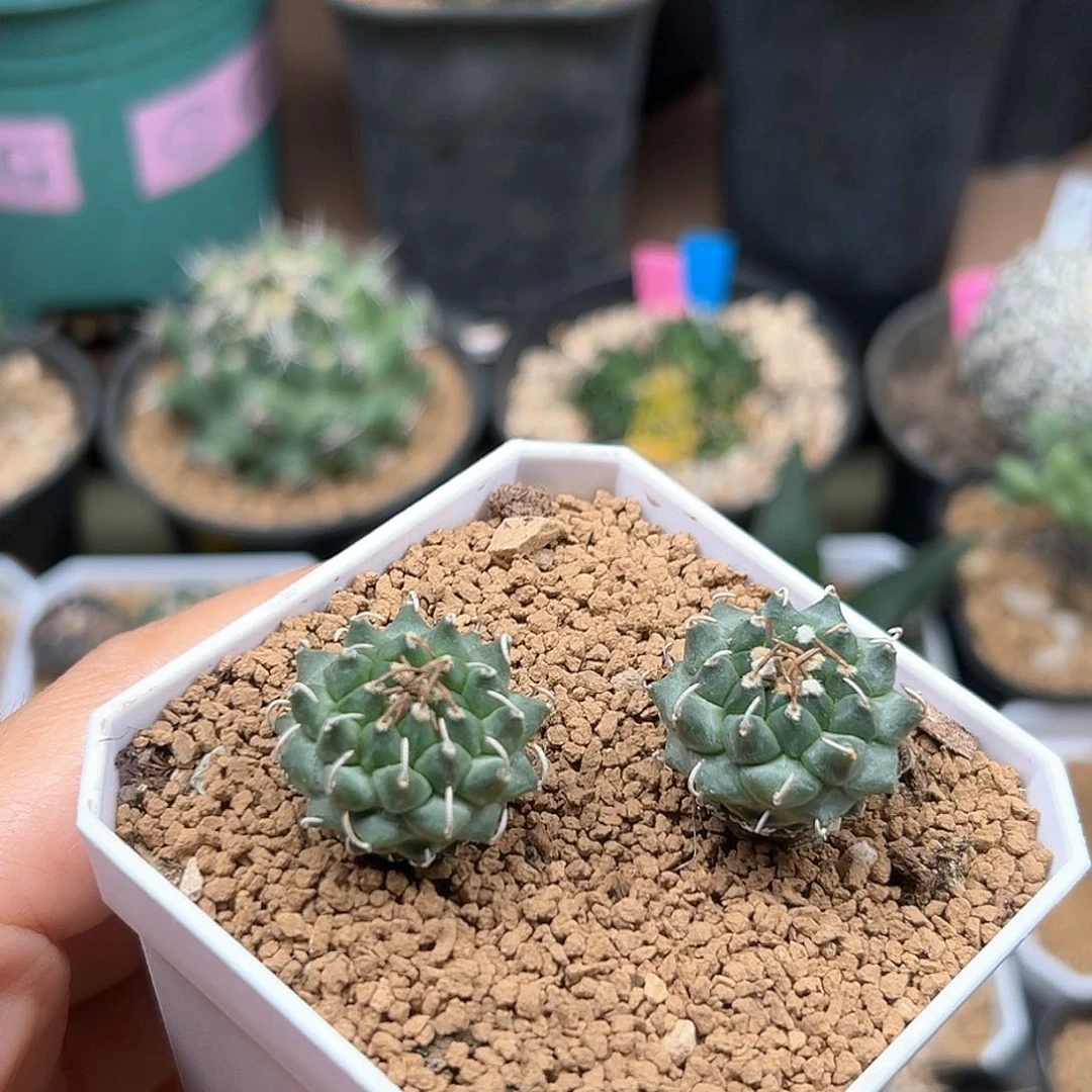 无花朵安德森娇丽实生母本2颗