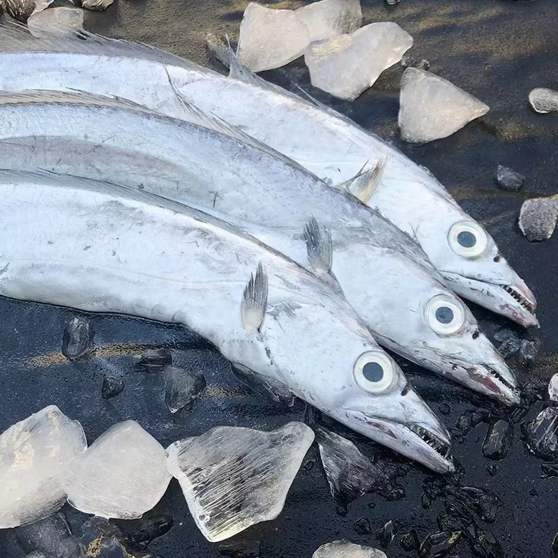 纯野生海捕灯光黑眼带鱼（每条5-6两）鲜鱼速冻发顺丰 5斤共8-10条