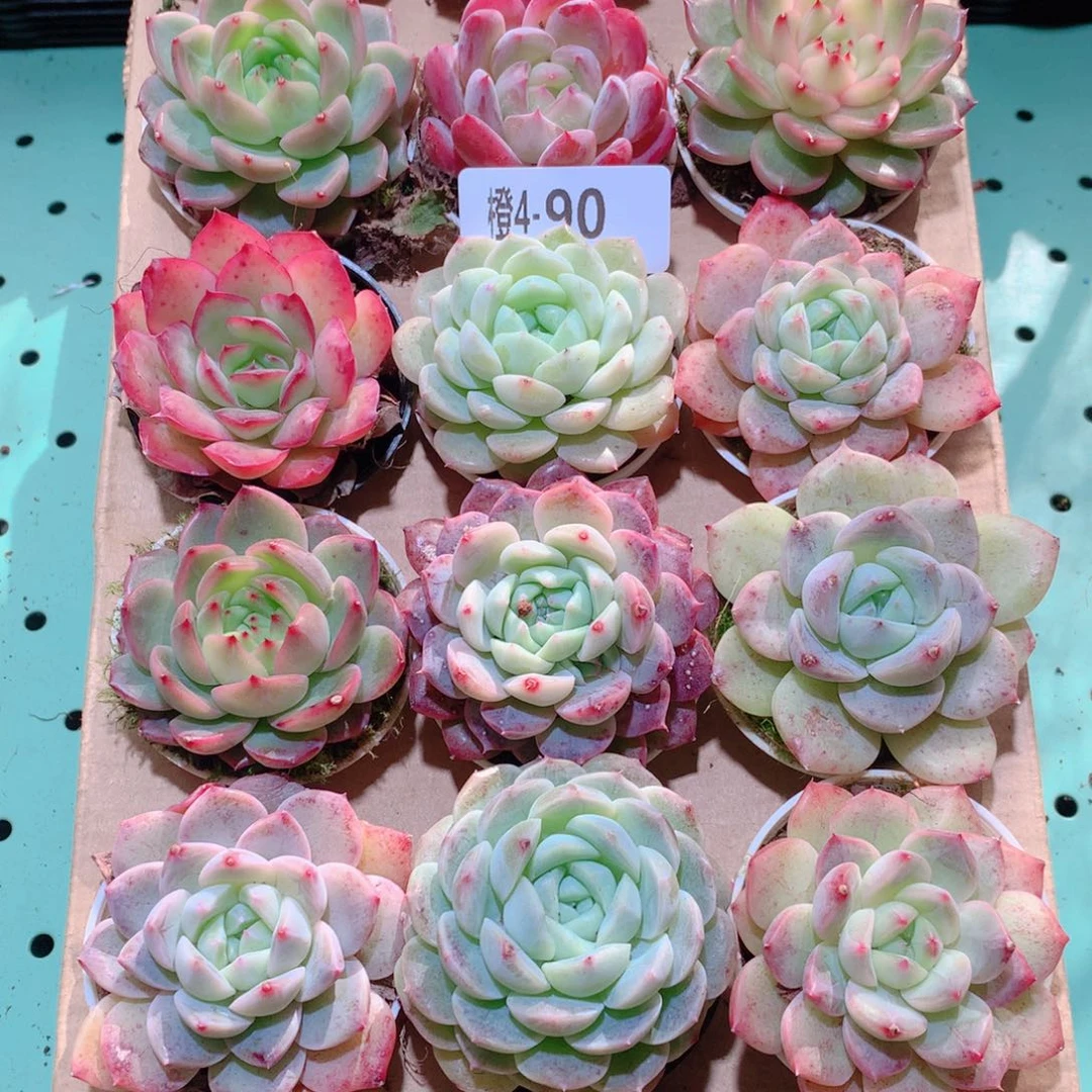 4-90一物一拍多肉带盆18颗