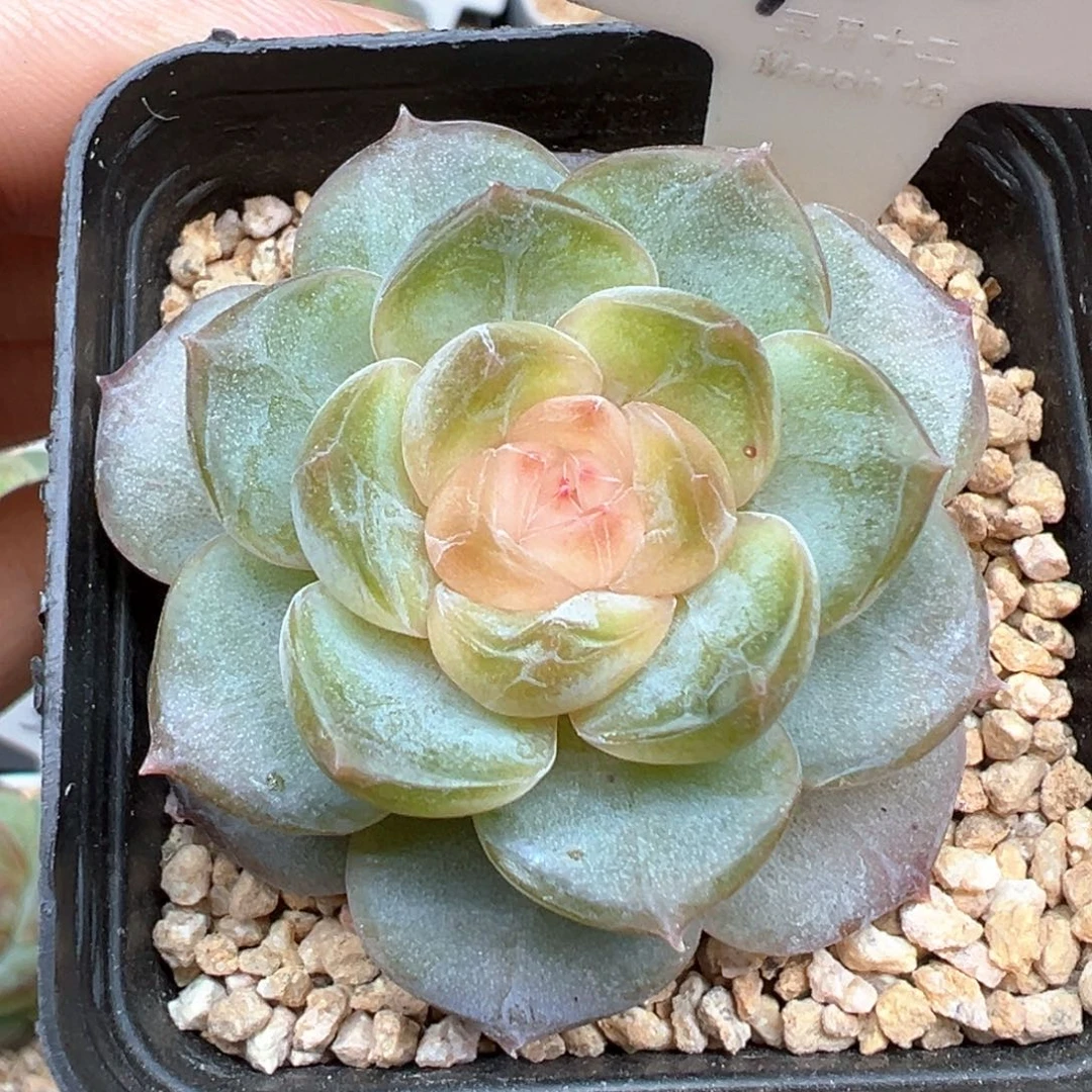 910号风花雪月系列芙蓉