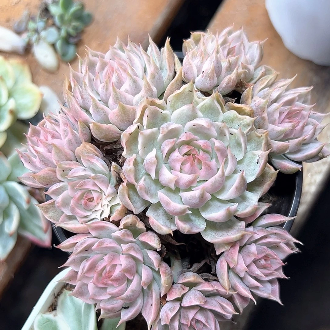 玛格丽特锦 小方花圃一物一拍