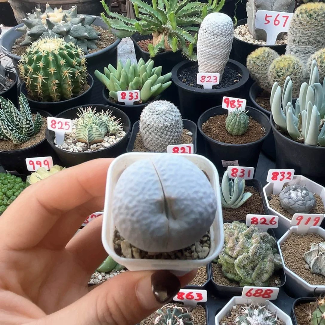 高尔夫生石花仙人球