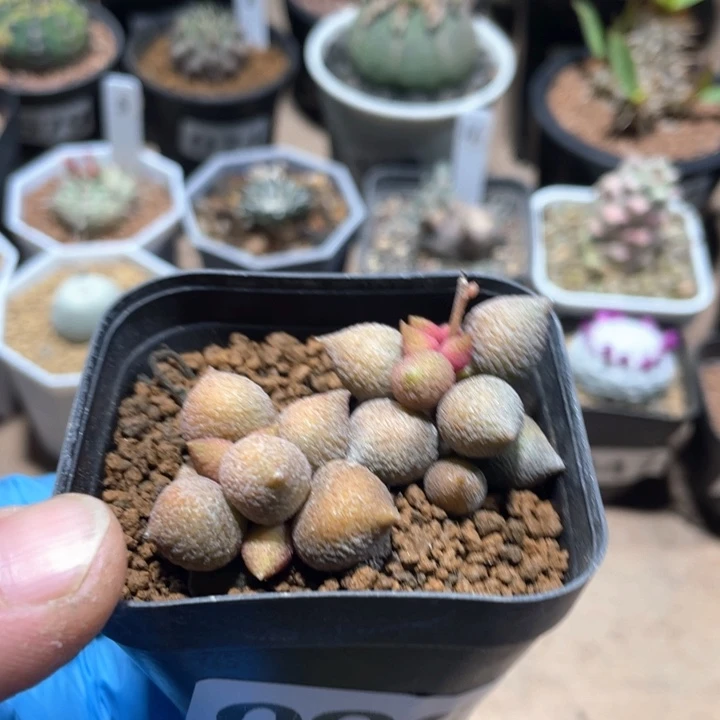 096小辣椒多头植物