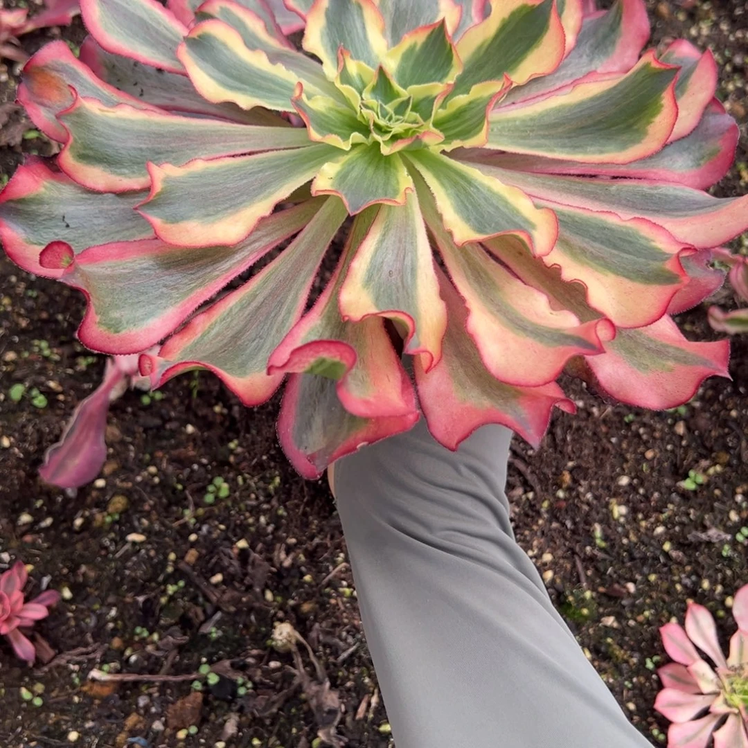 119魅影多肉植物一