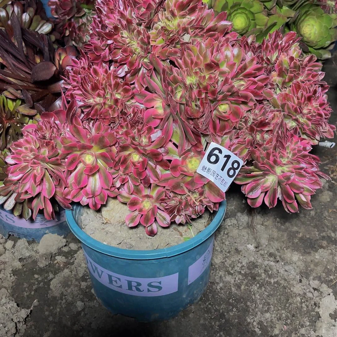 法师法师15-20包邮法师