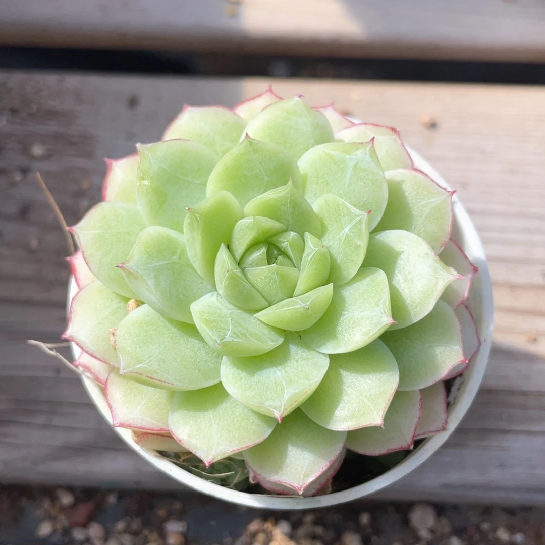 优选玫瑰花女王1061