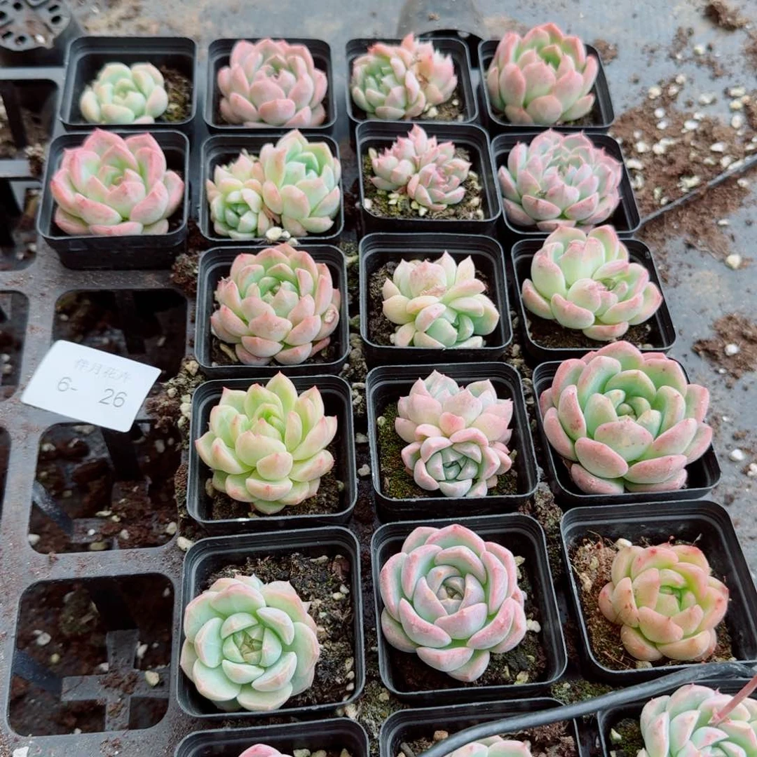 珍妮小个二十颗量拍右六6-26