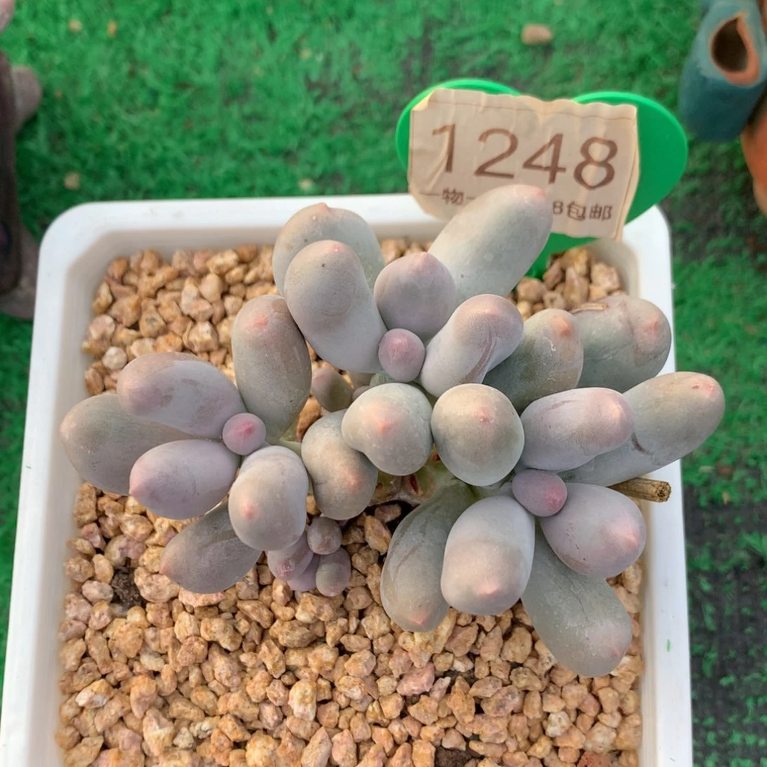 伤****米可奶无砍平头1248