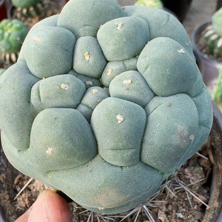 V***s福利苗接大尤420