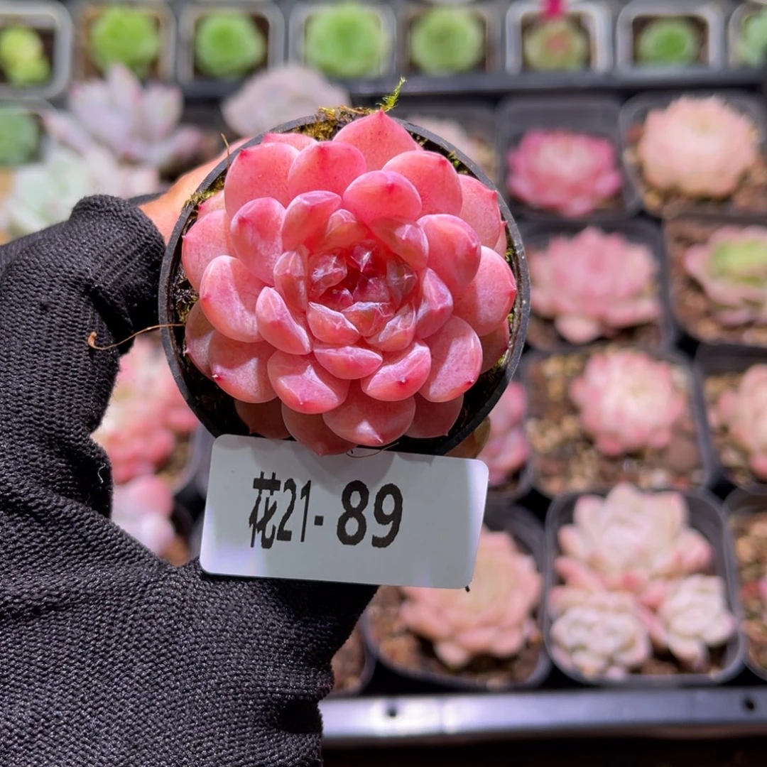 花21-89果汁单头