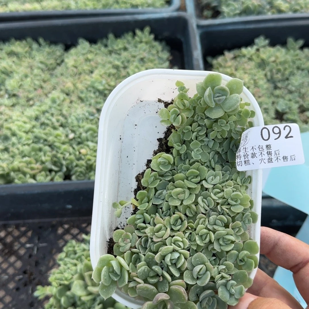 如图092云慢播种月黎切糕一份