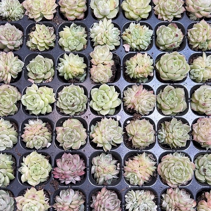 蝴蝶麦秆 满10颗包邮