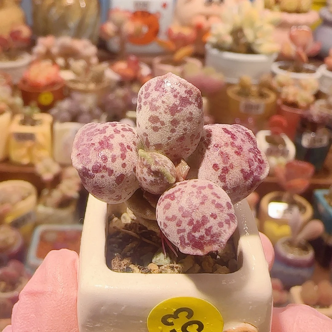 T可爱粉丸盆口2.5cm