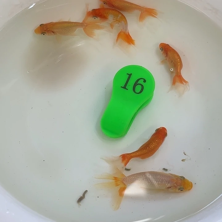 精品金鱼包邮包活到家