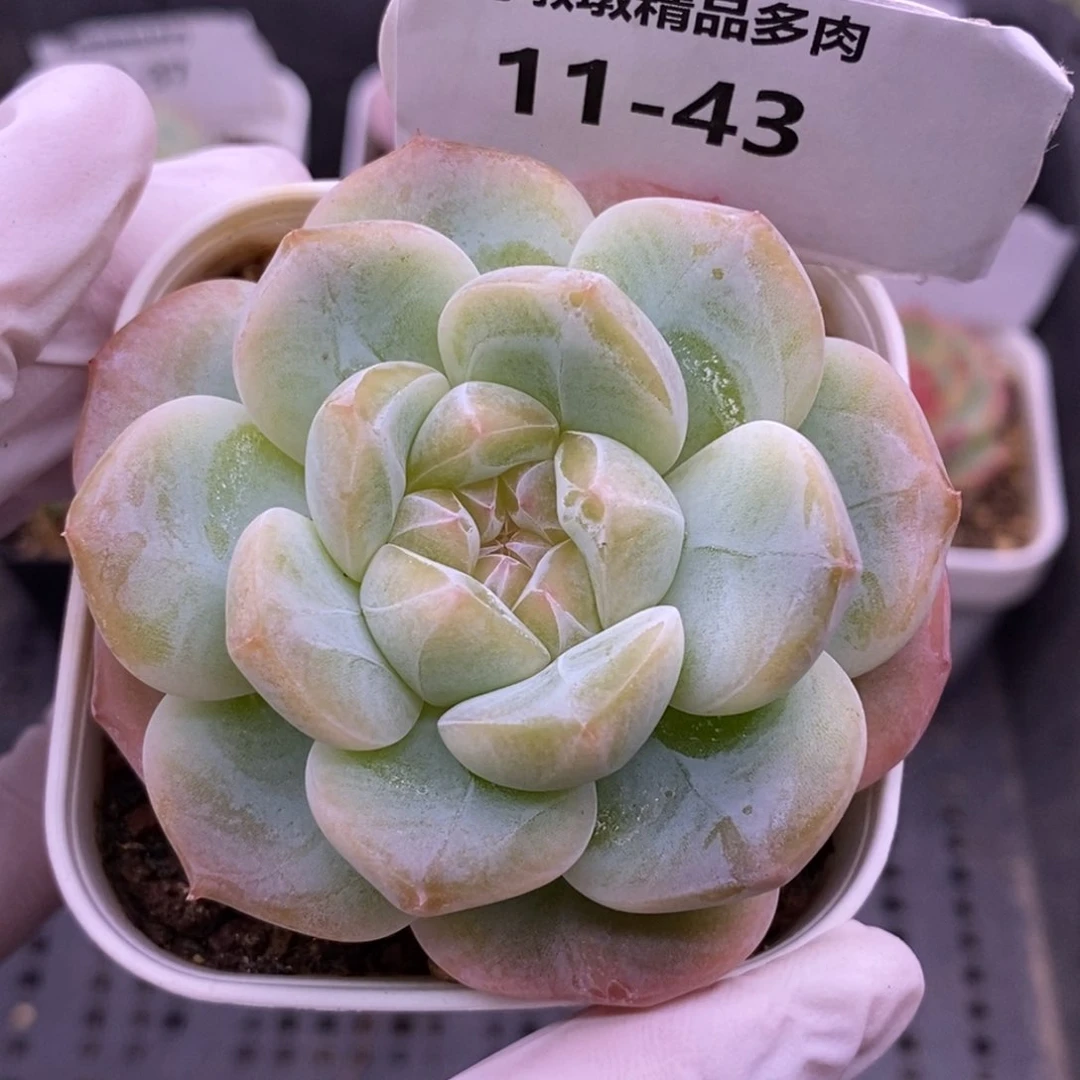 【闪购商品】11-43