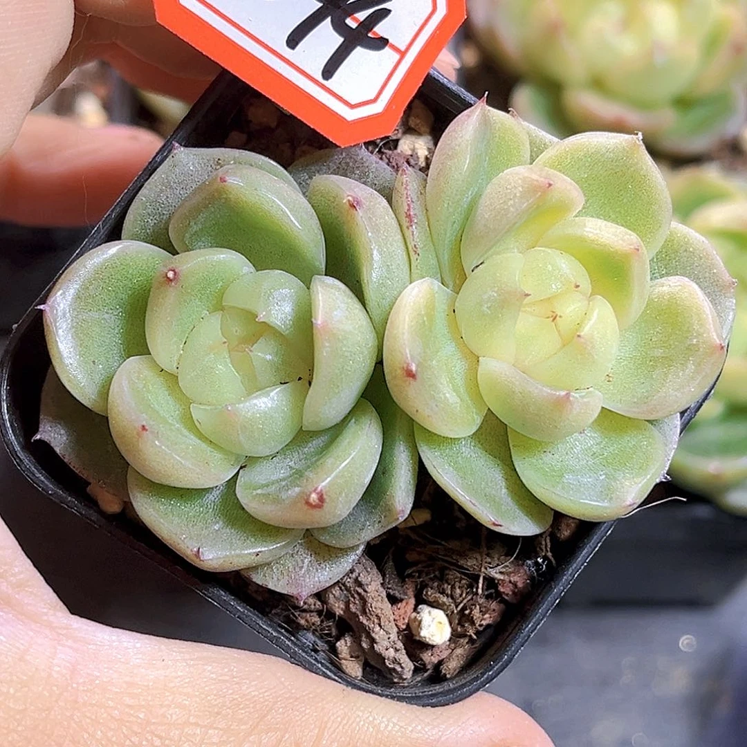 K594  玉玊。满18包邮