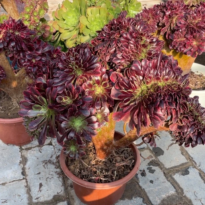 法师老桩 缀化欧嘉莉