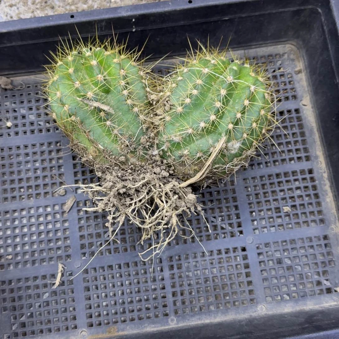 356新品毛花柱根脱土发货斑双头