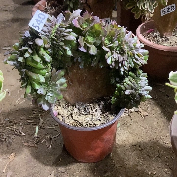 540万缀老板子法师缀老
