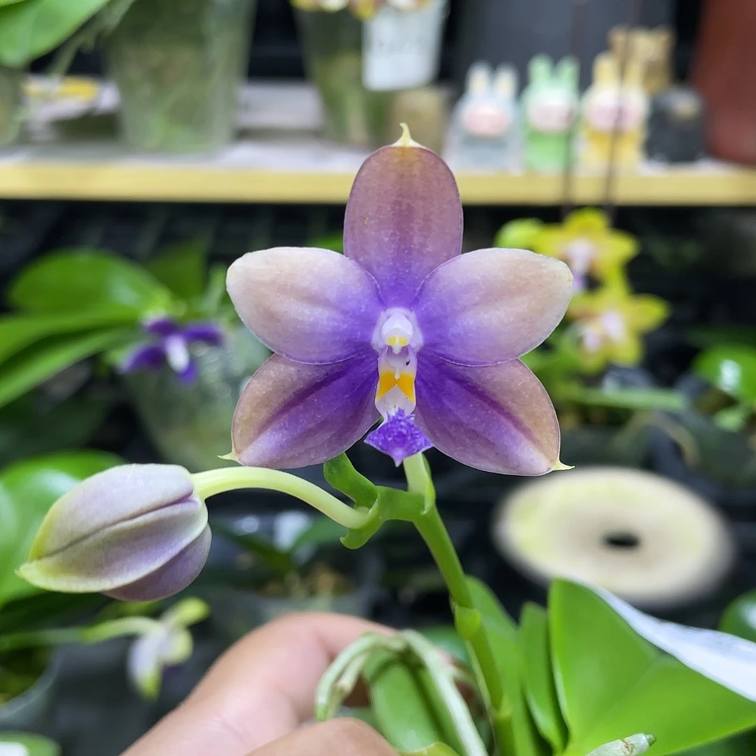 完全开放鱼鱼交蓝鸟